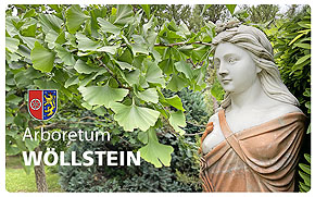 W&ouml;llstein, Arboretum