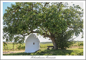 Fl&ouml;rsheim Dalsheim Postkarte