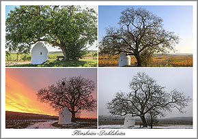 Fl&ouml;rsheim-Dalsheim Postkarte