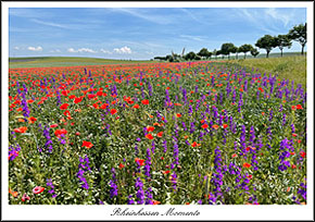 Postkarte Landschaft bei Biebelnheim 